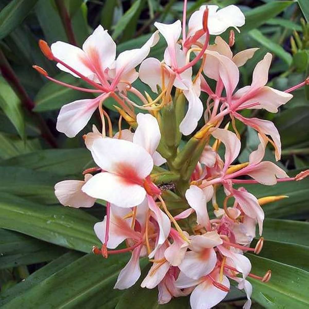 Hedychium Bulbs